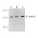 PSMD8 Antibody (A-1) - Western Blotting - Image 375468