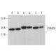 PSMD8 Antibody (H-11) - Western Blotting - Image 377754