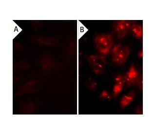 Psoralidin: sc-202779. Immunofluorescence staining of methanol-fixed lambda protein phosphatase (sc-200312A) treated (A,B)