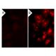 Psoralidin: sc-202779. Immunofluorescence staining of methanol-fixed lambda protein phosphatase (sc-200312A) treated (A,B)