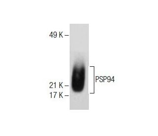 PSP94 Antibody (B-10) - Western Blotting - Image 285046 