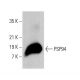 PSP94 Antibody (F-1) - Western Blotting - Image 376301
