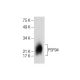 PSP94 Antibody (G-6) - Western Blotting - Image 284509
