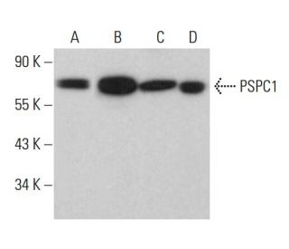 PSPC1 Antibody (C-3) - Western Blotting - Image 381133 