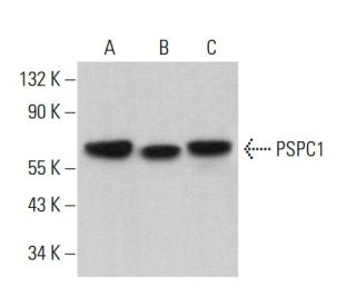 PSPC1 Antibody (G-7) - Western Blotting - Image 381448 