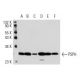 PSPH Antibody (3G12) - Western Blotting - Image 17769 