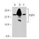PSPH Antibody (3G12) - Western Blotting - Image 36969 