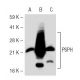 PSPH Antibody (3G12) - Western Blotting - Image 46632