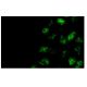 PSR Antibody (APSR-14.4) - Immunofluorescence - Image 9213