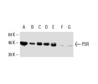 PSR Antibody (D-4) - Western Blotting - Image 8775 