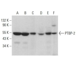 PTBP-2 Antibody (A-10) - Western Blotting - Image 377676 