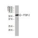 PTBP-2 Antibody (YY-12) - Western Blotting - Image 34545