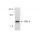 PTBP-2 Antibody (YY-12) - Western Blotting - Image 136357 