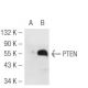 PTEN Antibody (B-1) - Western Blotting - Image 46658