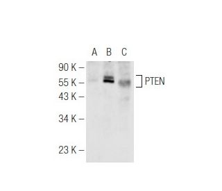 PTEN Antibody (B-1) - Western Blotting - Image 65511 
