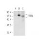 PTEN Antibody (B-1) - Western Blotting - Image 65511 