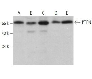 PTEN Antibody (F-1) - Western Blotting - Image 378977 