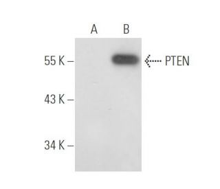 PTEN Antibody (G-6) - Western Blotting - Image 54995 