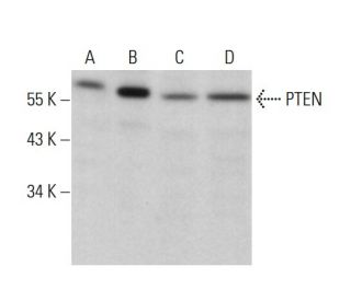 PTEN Antibody (H-3) - Western Blotting - Image 378976 