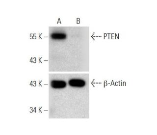 PTEN HDR Plasmid (h): sc-400103-HDR. Western blot analysis of PTEN expression in non-transfected control (A) and puromycin 