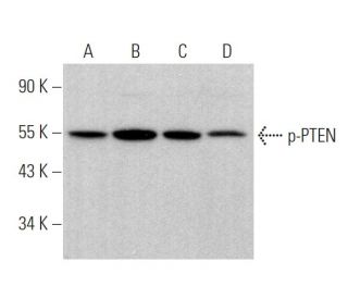 p-PTEN Antibody (H-3) - Western Blotting - Image 373977