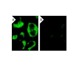 PTEN siRNA (h): sc-29459. Immunofluorescence staining of methanol-fixed, control HeLa (A) and PTEN siRNA silenced HeLa (B) 
