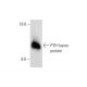 PTH Antibody (2B67) - Western Blotting - Image 144641
