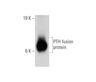 PTH Antibody (6D7) - Western Blotting - Image 144643