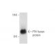 PTH Antibody (D1.1) - Western Blotting - Image 144638