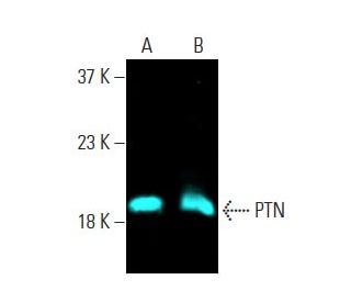 PTN Antibody (H-6) - Western Blotting - Image 397451