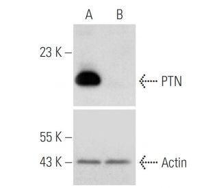 PTN shRNA Plasmid (m): sc-39714-SH. Western blot analysis of mouse PTN expression in PTN transfected (A) and PTN/PTN shRNA 