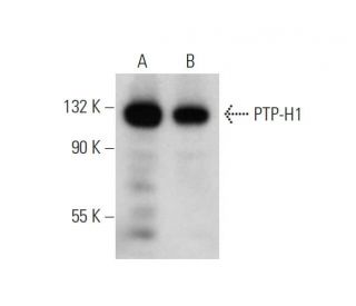 PTP-H1 Antibody (H-6) - Western Blotting - Image 344305 
