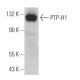 PTP-H1 Antibody (H-6) - Western Blotting - Image 364426