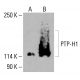 PTP-H1(H-6)抗体:sc-515181。通过蛋白质印迹分析HeLa(A)和HCT-116(B)完整细胞裂解物中PTP-H1的表达。使用的检测试剂: m-IgG Fc BP-HRP:sc-525409。 PTP-H1 Antibody (H-6) - Western Blotting - Image 415881