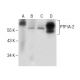 PTP IA-2 Antibody (A-5) - Western Blotting - Image 286052 
