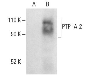 PTP IA-2 Antibody (A-5) - Western Blotting - Image 401953 