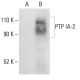 PTP IA-2 Antibody (A-5) - Western Blotting - Image 401953 