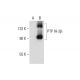 PTP IA-2β Antibody (B-4) - Western Blotting - Image 299194