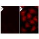 PTP Inhibitor III: sc-222224. Immunofluorescence staining of methanol-fixed lambda protein phosphatase (sc-200312A) treate 