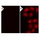 PTP Inhibitor III: sc-222224. Immunofluorescence staining of methanol-fixed lambda protein phosphatase (sc-200312A) treate