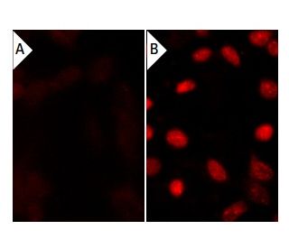 PTP Inhibitor IV: sc-222225. Immunofluorescence staining of methanol-fixed lambda protein phosphatase (sc-200312A) treated 