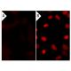 PTP Inhibitor IV: sc-222225. Immunofluorescence staining of methanol-fixed lambda protein phosphatase (sc-200312A) treated 