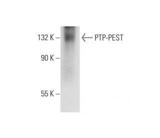 PTP-PEST Antibody (F-12) - Western Blotting - Image 314596