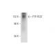 PTP-PEST Antibody (F-12) - Western Blotting - Image 314596