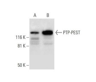 PTP-PEST Antibody (H-11) - Western Blotting - Image 295863 