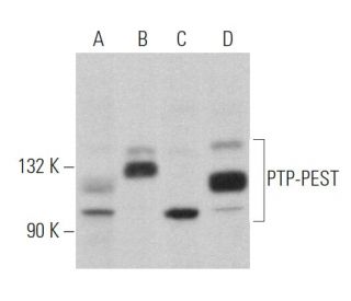 PTP-PEST Antibody (AG25) - Western Blotting - Image 364264