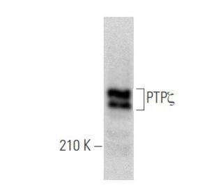 PTPζ Antibody (122.2) - Western Blotting - Image 355816