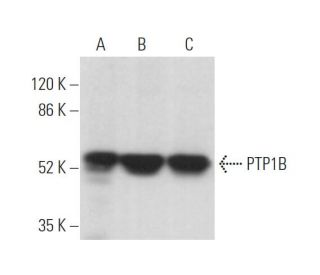 PTP1B Antibody (D-4) - Western Blotting - Image 374409 