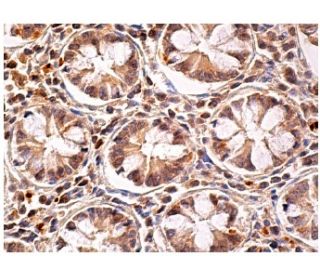 PTP1B Antibody (H-9) - Immunohistochemistry - Image 158089 