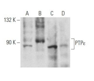 PTP&epsilon; Antibody (G-2) - Western Blotting - Image 357324